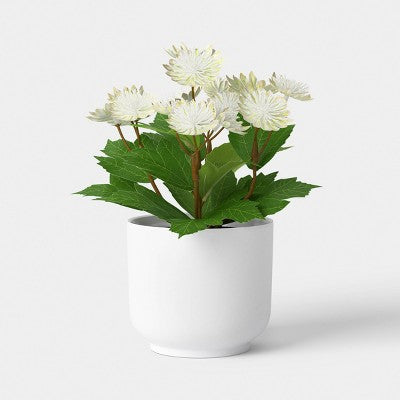 Pilea Mini Arrangement - Room Essentials