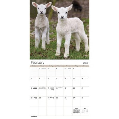 DateWorks 12"x12" 2026 Animal Babies Wall Calendar
