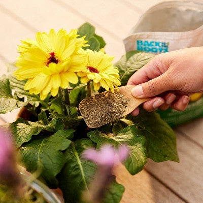 Back to the Roots 1.5lb Organic Plant Food All Purpose Premium Blend: Nutrient-Rich for Indoor & Outdoor Gardens, Non-Synthetic