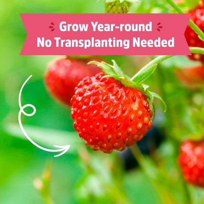 Back to the Roots Organic Strawberry Grow Kit