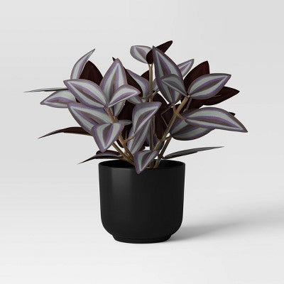 Trend Plant Multipack in Black Pot - Room Essentials