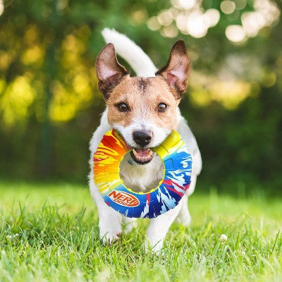 NERF TPR Color Blast Flyer Dog Toys