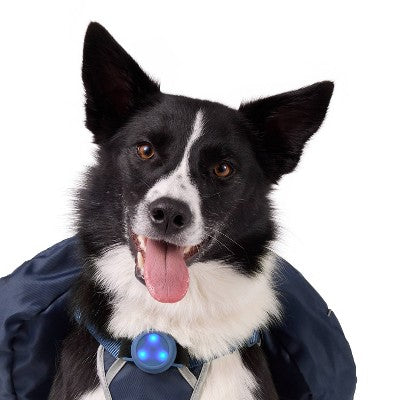 Dog Backpack Harness - Dark Blue - The Cuddle Collab with Baloo & Pan - M