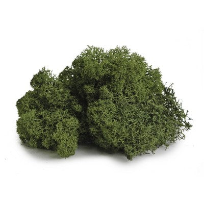 SuperMoss Preserved Reindeer Moss