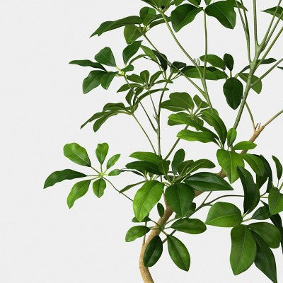39" Spade Leaf Tree - Threshold (LOCAL PICKUP ONLY)