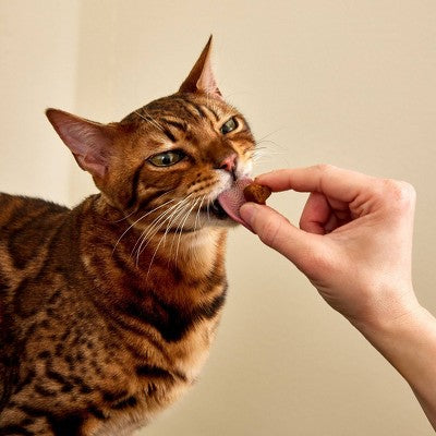 Zesty Paws Bacon Flavor Calming Bites Vitamins and Supplements for Cats - 30ct