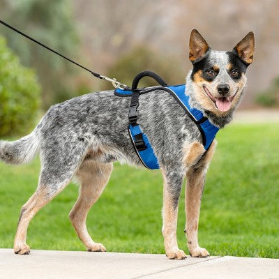 PetSafe EasySport Adjustable Dog Harness - M - Blue