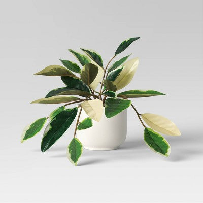 Core Plant Multipack in White Pot - Room Essentials