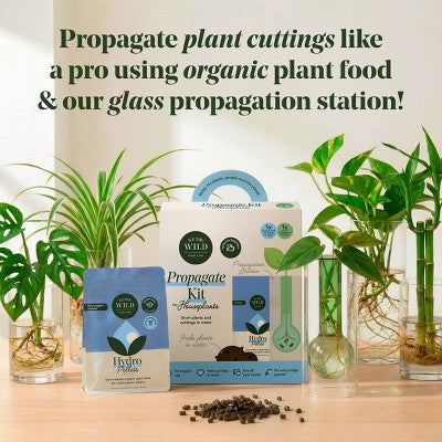 WE THE WILD Propagation Kit Organic Hydro Pellet Plant Food & Premium Glassware Vessel