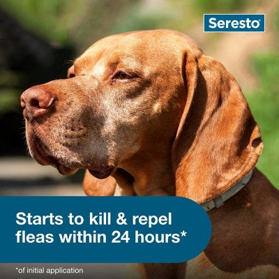 Seresto Flea & Tick Dog Insect Prevention Collar - L