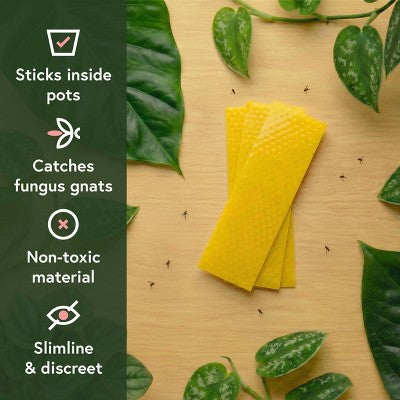 WE THE WILD Pest & Shine Kit Organic Chemical-Free Easy 3-Step Care For Houseplants