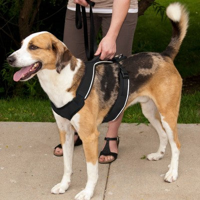 PetSafe EasySport Adjustable Dog Harness - M - Black: Nylon, Comfort-Grip, Reflective