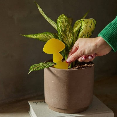 Arber 16pk Houseplant Sticky Insect Traps