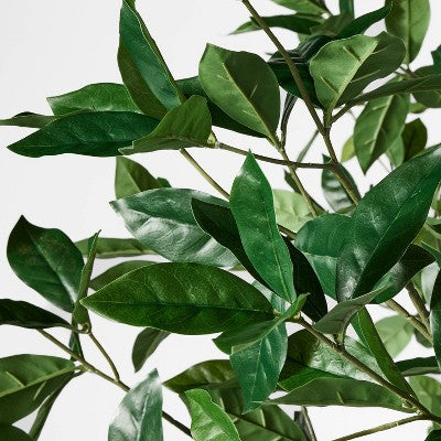 Bay Leaf Tree in Basket - Threshold designed with Studio McGee (LOCAL PICKUP ONLY)