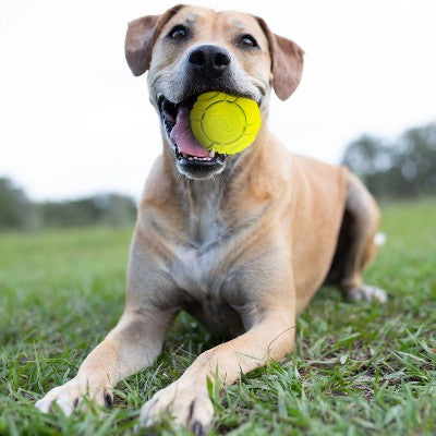 NERF Solid Foam Sonic Dog Ball Toy - 2pk