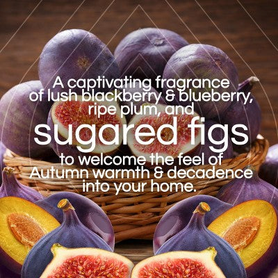 Air Wick Vibrant Scented Oil Air Freshener Refills - Sugarplum & Fig - 1.34 fl oz/2pk