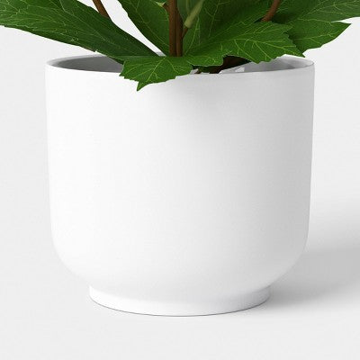 Pilea Mini Arrangement - Room Essentials