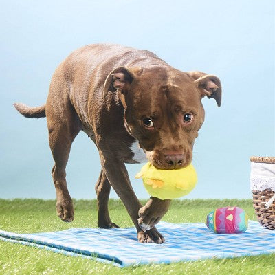 BARK Easter Chickie Poo Dog Animal Ball Toy - 2pc