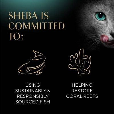 Sheba Perfect Portions Salmon Flavor Soft Pate Kitten Wet Cat Food - 2.64oz