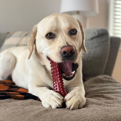 Nylabone Power Chew Basted Dog Bone - Steak & Bacon - XL