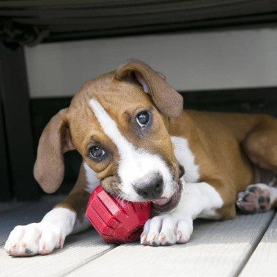 KONG Rubber Stuff-A-Ball Dog Toy