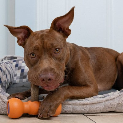 Bow Wow Buddy Safety Device Holder for Dog Bully Sticks and Chews - M