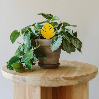 Arber 16pk Houseplant Sticky Insect Traps