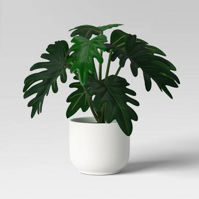 Core Plant Multipack in White Pot - Room Essentials