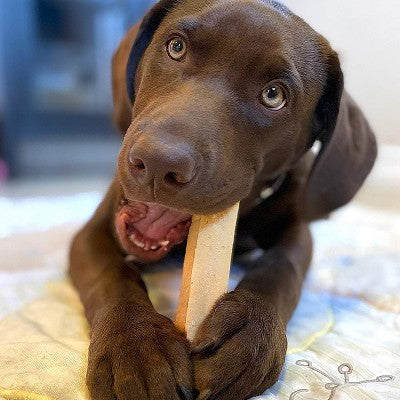 Himalayan Dog Chew Yak Cheese Dog Chews - Bacon Flavor Large - 1 Stick