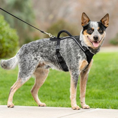 PetSafe EasySport Adjustable Dog Harness - M - Black: Nylon, Comfort-Grip, Reflective