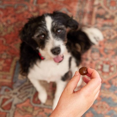 Zesty Paws Probiotic Pill Wrap Pouch for Dogs with Bacon Flavor - 4.2oz