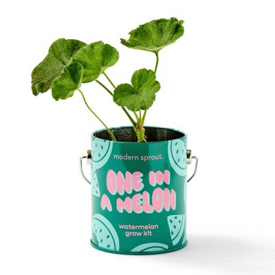 Modern Sprout Watermelon Complimentary Color Grow One in a Melon Seed Starter Kit