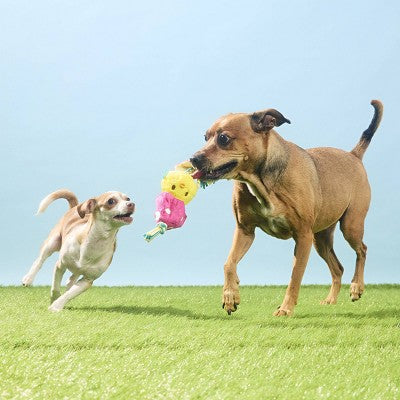 BARK Easter 2.75" Peep-a-Bird Dog Animal Rope Toy