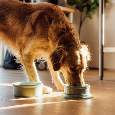 KindTail 40 fl oz Portable 2pc Dog Bowl Set - L - Spruce