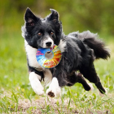 NERF TPR Color Blast Squeak Dog Ring Toys