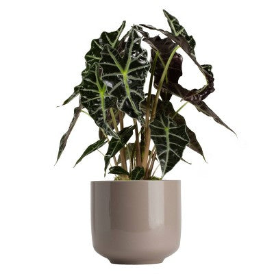 LiveTrends 6.5" Bari Ceramic Indoor Planter Pot Dark Taupe