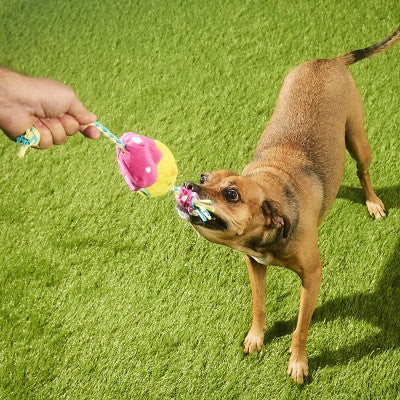 BARK Easter 2.75" Peep-a-Bird Dog Animal Rope Toy