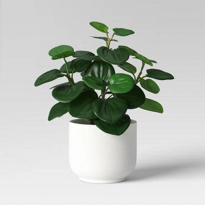Core Plant Multipack in White Pot - Room Essentials