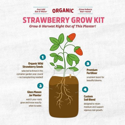 Back to the Roots Organic Strawberry Grow Kit