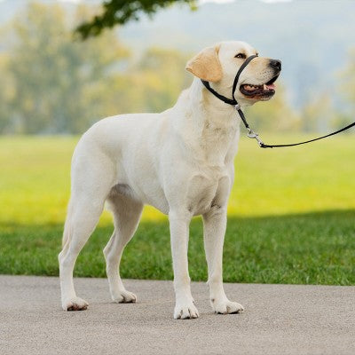 PetSafe Gentle Leader Headcollar Adjustable Dog Harness - L - Black