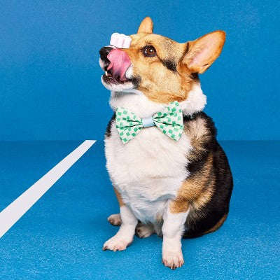 Dog and Cat Bowtie Set - Stripes/Checkerboard - The Cuddle Collab with Maple Cat