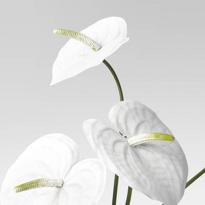 Anthurium Luxe Arrangement - Threshold