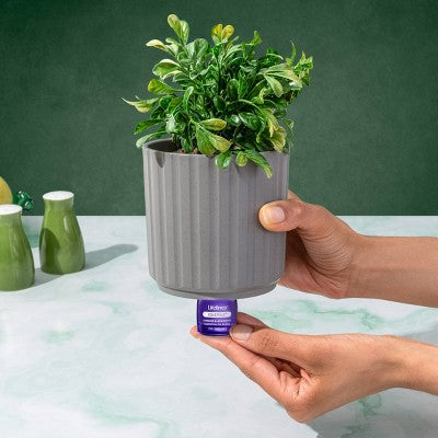 Lifelines In Bloom Essential Oil Clickwick