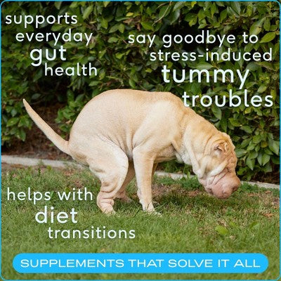 Native Pet Probiotic Powder for Dogs - Prebiotic Fiber & Bone Broth, Gut Health - 4.1 oz: Adult Pet Digestive Health