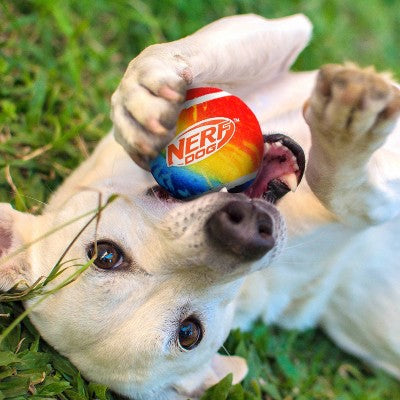 NERF Color Blast Squeak Tennis Ball Dog Toys