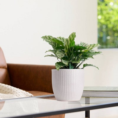 LiveTrends Belice Ceramic Indoor Planter Pot White 5.5"x6.5"x6.5"