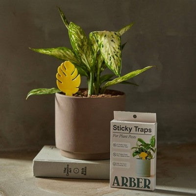 Arber 16pk Houseplant Sticky Insect Traps