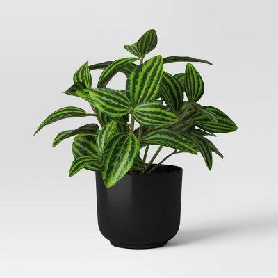 Trend Plant Multipack in Black Pot - Room Essentials