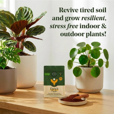 WE THE WILD Enrich Powder Slow-Release Organic Soil Amendment & Plant Food for Houseplants 8.8 oz