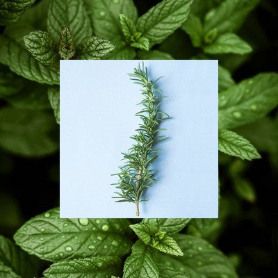 Raw Sugar Rosemary Vinegar Hair Rinse Shampoo Alternative - Rosemary + Mint - 6 fl oz